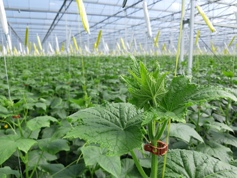 Starke und wüchsige Gurken von BASF ‹ Fruchtportal